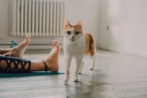 Здоровий імбир домашній кіт прогулюється по підлозі кімнати поруч з лежачою парою босоніж — стокове фото