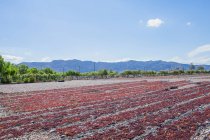 Campo agricolo infinito con raccolto pronto per la coltivazione sotto cielo sereno nuvoloso — Foto stock