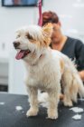 Симпатичная собака-терьер, торчащая языком, стоя на столе в профессиональном салоне ухода — стоковое фото