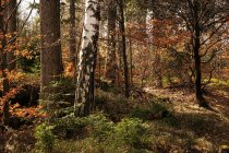 Naked deciduous and evergreen coniferous fir trees in thick forest of Southern Poland in fall on daytime — Stock Photo
