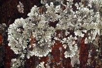Closeup of natural abstract lichen growing on bark of old tree — Stock Photo