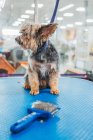 Adorable Yorkshire Terrier con pelaje corto mirando hacia otro lado mientras está sentado en la mesa azul cerca del peine en el salón de aseo - foto de stock
