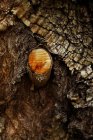 Rama aserrada sobre tronco antiguo de árbol marrón con corteza dura envejecida. - foto de stock