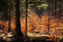 Wälder mit alten Baumstämmen kahlen Bäumen verdorrten trockene Blätter und Zapfen auf dem Boden in Südpolen am Tag verstreut — Stockfoto