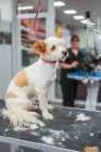 Cane terrier carino seduto sul tavolo dopo la procedura di taglio della pelliccia nel salone di toelettatura — Foto stock