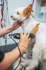 Crop woman in uniform using electric shaver to trim fur of cheerful terrier dog while working in grooming salon — Stock Photo