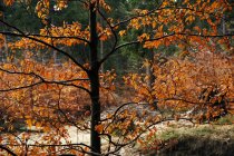 Pittoresca vista dei boschi con alberi erba e foglie gialle nella soleggiata giornata di autunno nel sud della Polonia — Foto stock