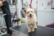 Симпатичная собака высовывает язык, стоя на столе в профессиональном салоне ухода — стоковое фото