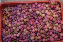 De arriba recogían los racimos de las uvas sabrosas apetitosas maduras en la caja roja plástica - foto de stock