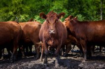 Rebaño de vacas en una granja rural - foto de stock