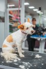 Cute terrier dog sitting on table after fur cutting procedure in grooming salon — Stock Photo