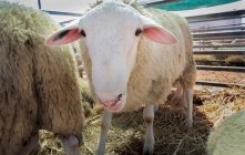 Curieux mouton debout dans le corral à la ferme — Photo de stock