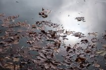 Hojas de arce naranja flotando en la superficie de aguas tranquilas del estanque en el parque de otoño - foto de stock