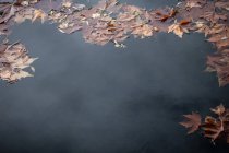 Folhas de bordo laranja flutuando na superfície da água da lagoa calma no parque de outono — Fotografia de Stock