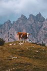 Vaca marrom e branca solitária em pé no pasto e olhando para a câmera no incrível fundo de cinza altas montanhas em Dolomitas durante o tempo nublado — Fotografia de Stock