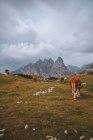 Einsame braune und weiße Kuh steht auf der Weide und blickt bei bedecktem Wetter in die Kamera vor dem herrlichen Hintergrund der grauen Hochgebirge in den Dolomiten — Stockfoto