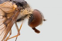 Primo piano vista laterale della mosca marrone ingrandita con grandi occhi e ali trasparenti — Foto stock