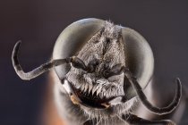 Крупный план увеличенной серой головы летающего насекомого с круглыми выпуклыми зелеными глазами — стоковое фото