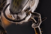 Primer plano de la parte magnificada de hormiga negra y marrón con patas - foto de stock
