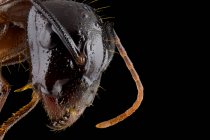 Nahaufnahme eines vergrößerten Teils einer schwarzen und braunen Ameise mit glänzendem Kopf — Stockfoto