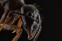 Крупный план увеличенной части черного и коричневого муравья с блестящей головой и ногами — стоковое фото