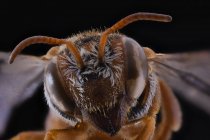 Front view of orange fluffy flying incest with brown antennae and ornamental large eyes — Stock Photo