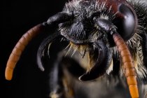 Primo piano di parte ingrandita di formica nera e marrone su sfondo nero — Foto stock