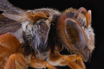 Side view of orange fluffy flying incest with brown antennae and ornamental large eye — Stock Photo