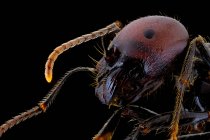 Primer plano de la parte magnificada de la hormiga negra y marrón con vientre brillante y piernas - foto de stock