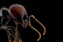 Primer plano magnificado parte de la hormiga negra y marrón con la cabeza brillante y las piernas - foto de stock