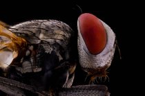 Vue latérale rapprochée de la mouche brune magnifiée avec de grands yeux rouges et une aile transparente — Photo de stock