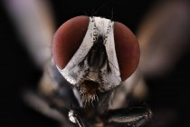 Closeup of magnified grey head of flying insect with round convex brown eyes — Stock Photo