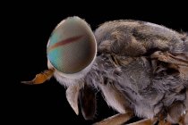 Closeup of magnified grey fluffy head of flying insect with round convex rainbow eye — Stock Photo