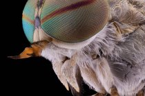 Closeup of magnified grey fluffy head of flying insect with round convex rainbow eyes — Stock Photo