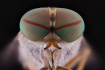 Primer plano de la cabeza gris magnificada de insecto volador con ojos verdes convexos redondos - foto de stock