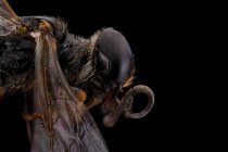 Боковой вид черного глянцевого летящего инцеста с угрожающими антеннами больших глаз и прозрачного крыла — стоковое фото