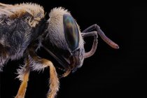 Vista lateral do incesto voador lustroso preto com antenas ameaçadoras olhos grandes e asa transparente — Fotografia de Stock