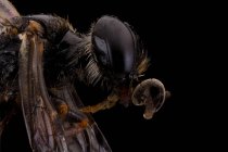 Vista lateral del incesto negro brillante volador con antenas amenazantes ojos grandes y ala transparente - foto de stock