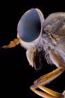Vue latérale de l'inceste volant noir brillant avec antennes menaçantes grands yeux et ailes transparentes — Photo de stock