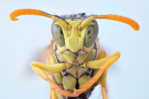 Closeup amarelo voando pernas vespa dobrável e olhando para a câmera com grandes olhos verdes — Fotografia de Stock