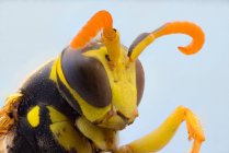 Nahaufnahme Gelbe fliegende Wespe mit klappbaren Beinen und großen dunklen Augen — Stockfoto