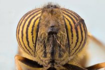 Крупный план увеличенных желтых полосатых глаз на голове экзотической мухи — стоковое фото