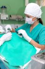 Chirurg und Krankenschwester stehen im Operationssaal am Metalltisch und arbeiten an einer Patientin in einer Tierklinik — Stockfoto