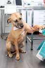 Vista lateral do médico agachamento e segurando a pata do cão bonito com máscara protetora e estetoscópio na clínica veterinária — Fotografia de Stock