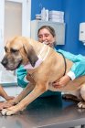 Женщина-ветеринар осматривает собаку — стоковое фото