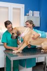 Жінка-ветеринар, що вивчає пацієнта собаки — стокове фото