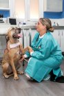Вид сбоку на доктора, сидящего на корточках и держащего лапу милой собаки в защитной маске и стетоскопе в ветеринарной клинике — стоковое фото