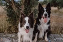 Alerta irregular Border Collie perros con las orejas levantadas y sobresaliendo lenguas sentados en la valla de ladrillo en el campo - foto de stock