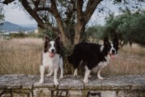 Wachsame, fleckige Border Collie-Hunde mit erhobenen Ohren und abstehenden Zungen, die auf einem Ziegelzaun in der Landschaft stehen — Stockfoto