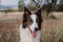 Old black and white Border Collie dog with raised ears and sticking out tongue in dry grass — Stock Photo